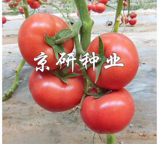京番402-番茄種子-京研
