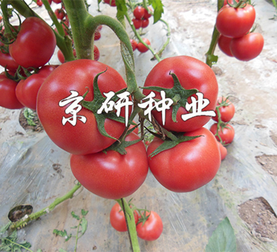京魯3號-番茄種子-京研