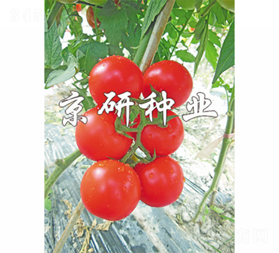 京番501-番茄種子-京研