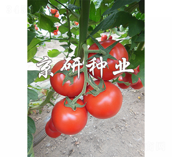 京番502-番茄種子-京研