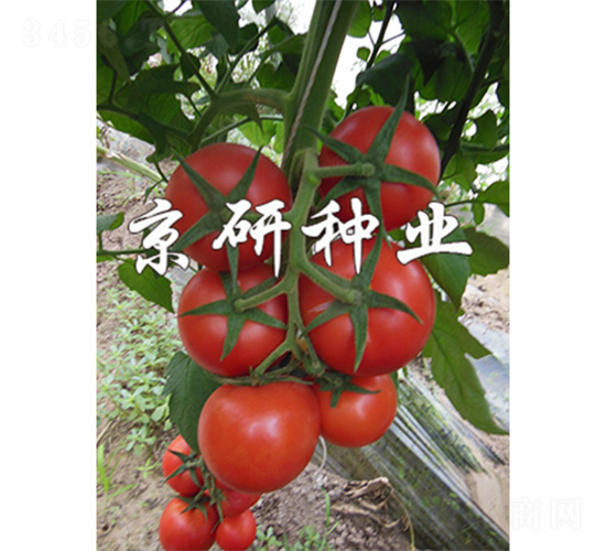 京番602-番茄種子-京研