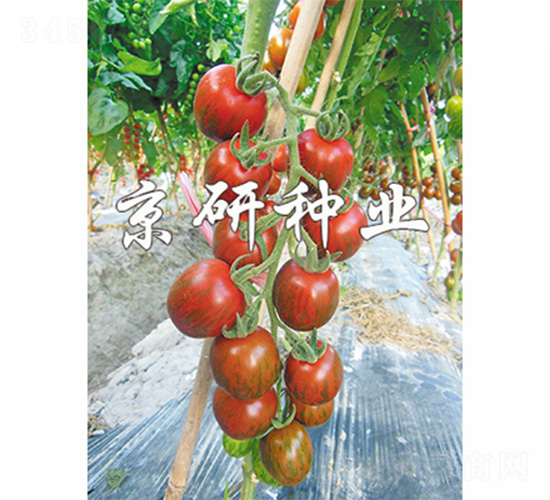 京番彩星1號-番茄種子-京研