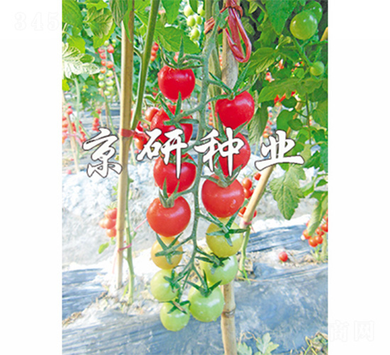 京番粉星1號(hào)-番茄種子-京研