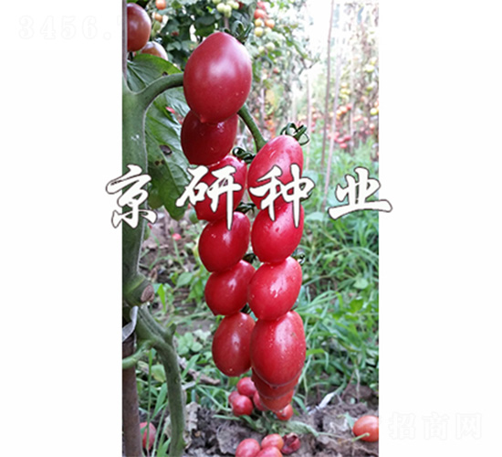 京番粉星2號-番茄種子-京研