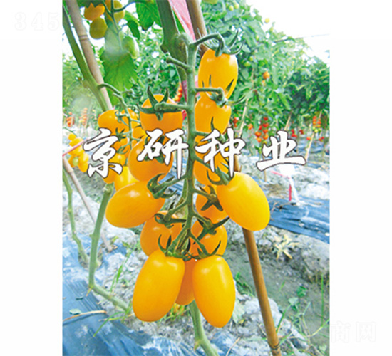 京番黃星1號(hào)-番茄種子-京研