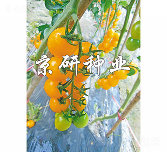 京番黃星2號(hào)-番茄種子-京研