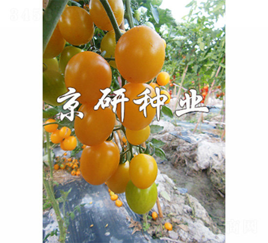 京番黃星3號(hào)-番茄種子-京研