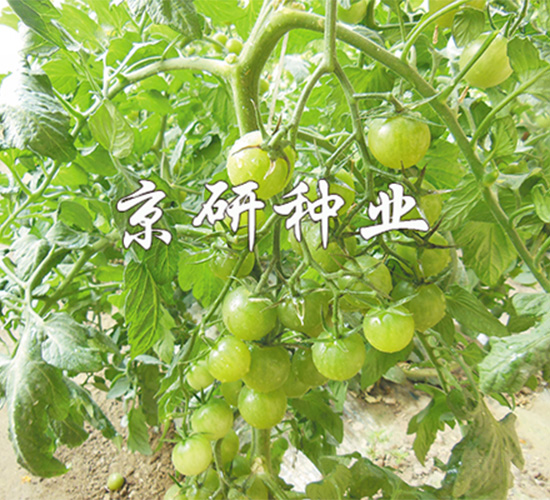 京番綠星1號-番茄種子-京研