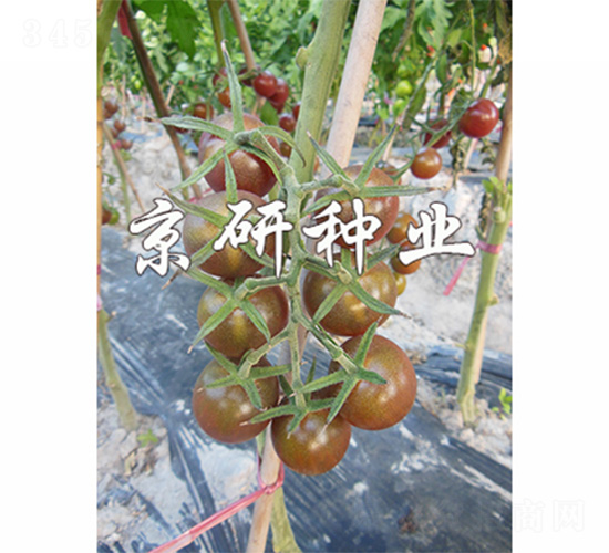 京番紫星1號(hào)-番茄種子-京研