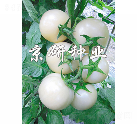 京番白玉堂-番茄種子-京研