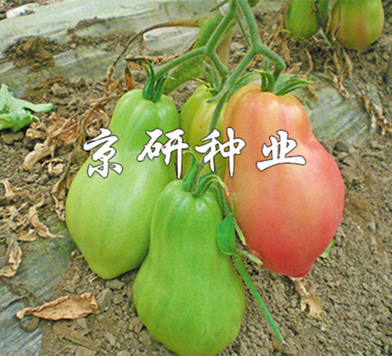 京番佛手瓜-番茄種子-京研