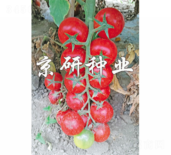 京番紅串1號-番茄種子-京研