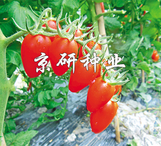 京番紅羅1號-番茄種子-京研