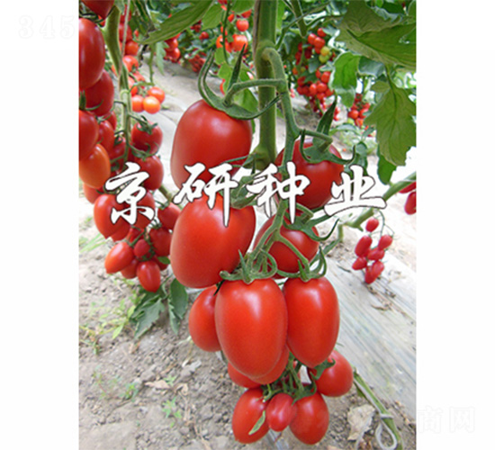 京番紅羅2號-番茄種子-京研