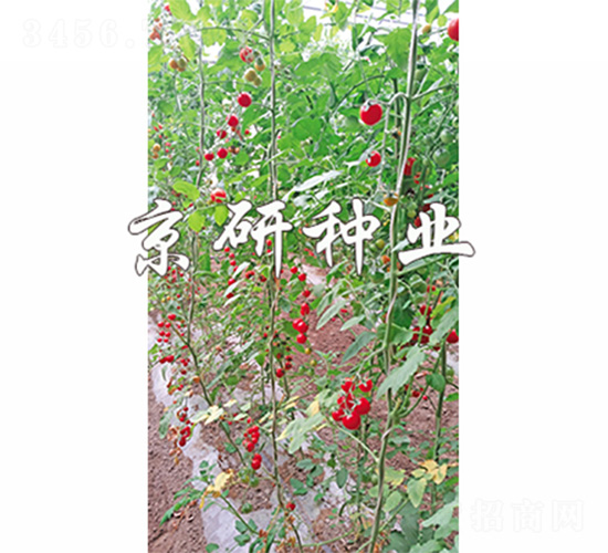 京番相思豆-番茄種子-京研
