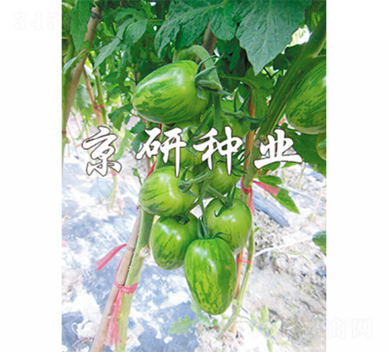 京番中彩1號-番茄種子-京研