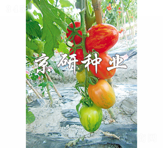 京番中彩2號(hào)-番茄種子-京研