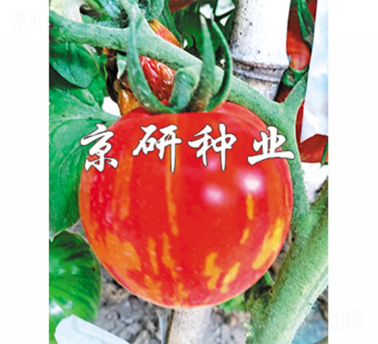 京番中彩3號-番茄種子-京研