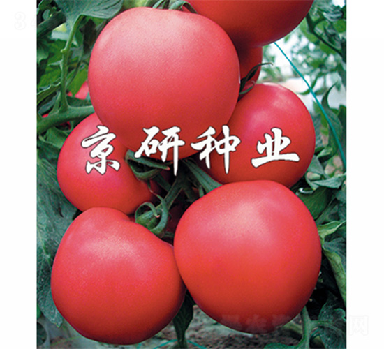 硬粉8號-番茄種子-京研