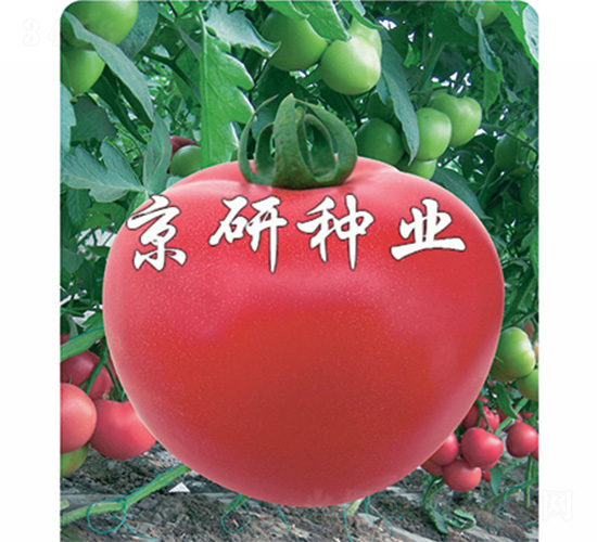 仙客8號(hào)-番茄種子-京研