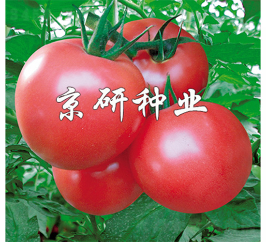 仙客360-番茄種子-京研