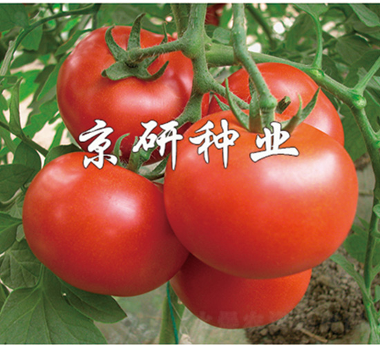 佳紅7號(hào)-番茄種子-京研