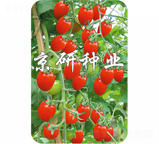 北亞6號(hào)-番茄種子-京研
