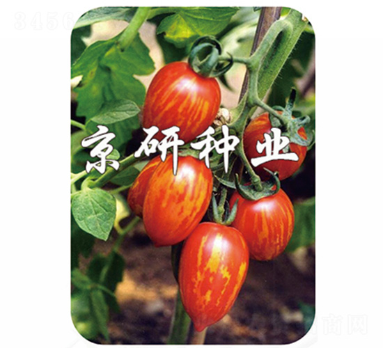 彩玉1號(hào)-番茄種子-京研