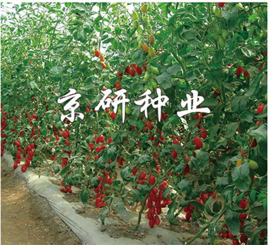 粉玉1號-番茄種子-京研