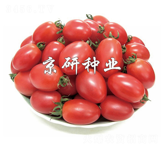 粉玉2號-番茄種子-京研