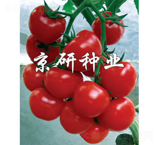 紅貝貝-番茄種子-京研
