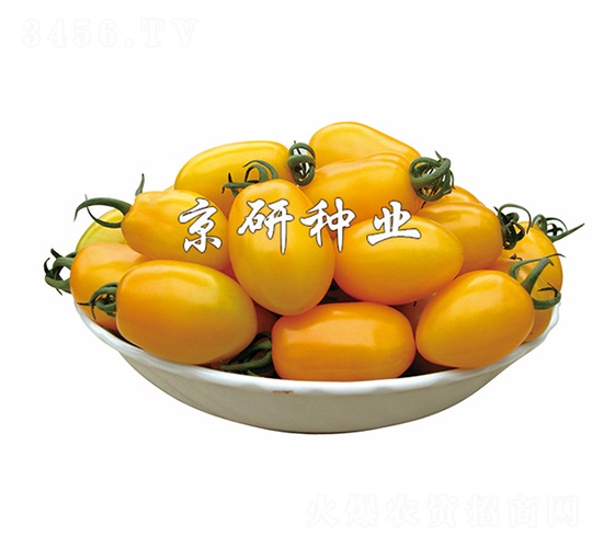 黃鶯1號(hào)-番茄種子-京研