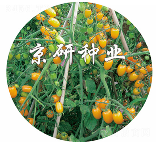 黃鶯2號(hào)-番茄種子-京研