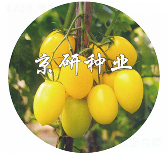 黃玉-番茄種子-京研