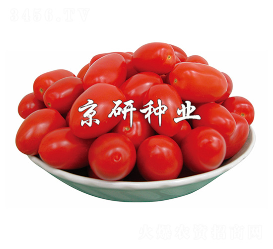 京丹5號-番茄種子-京研