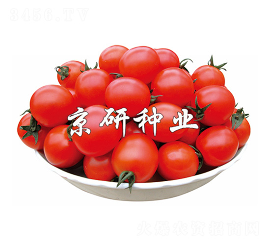 京丹8號-番茄種子-京研
