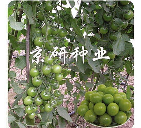 綠寶石-番茄種子-京研