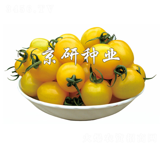 小黃玉-番茄種子-京研
