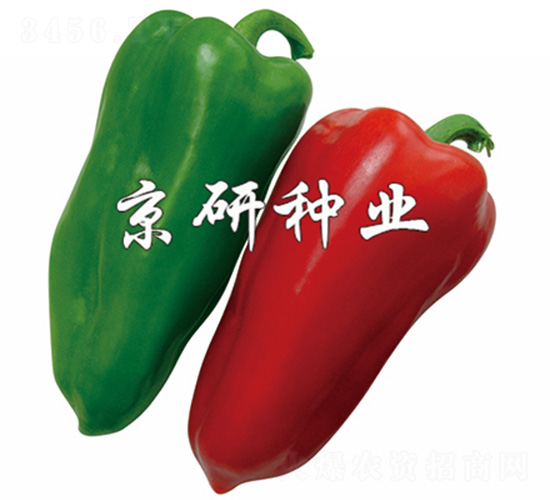 國禧101-辣椒種子-京研