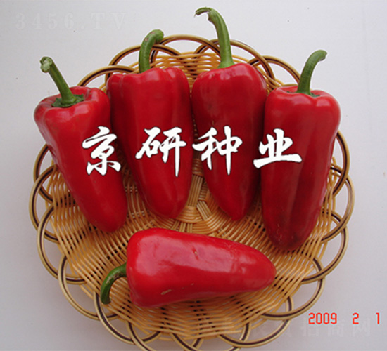國禧111-辣椒種子-京研