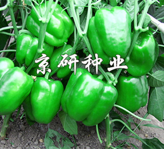 國禧109-辣椒種子-京研