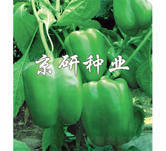 京甜3號-辣椒種子-京研