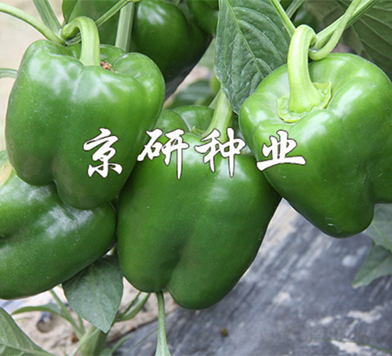 國禧809-辣椒種子-京研