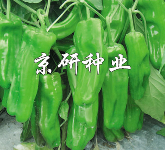 國福519-辣椒種子-京研