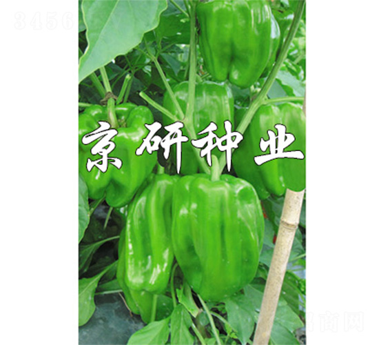國(guó)福514-辣椒種子-京研