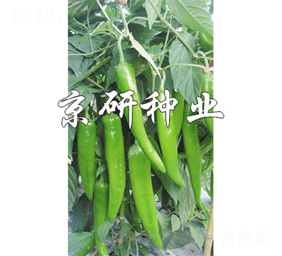 國福218-辣椒種子-京研