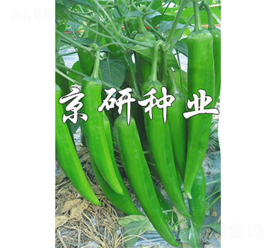 國福326-辣椒種子-京研