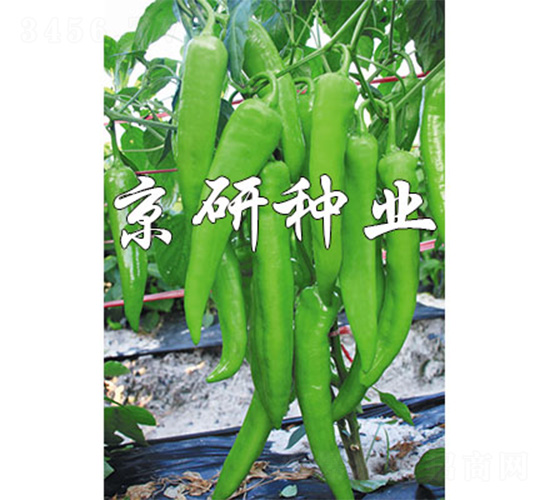 國福912-辣椒種子-京研