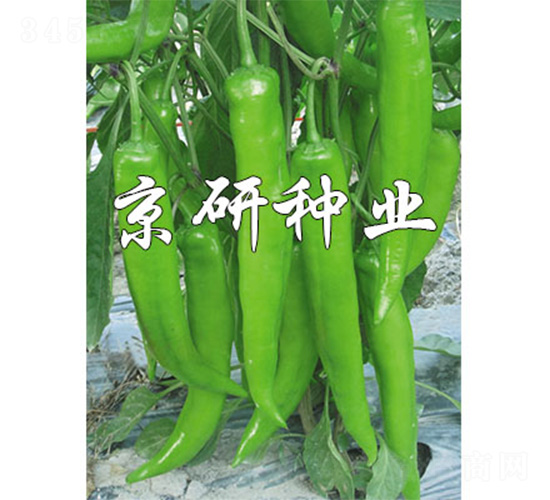 國福913-辣椒種子-京研