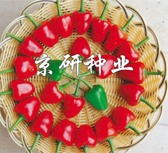國塔166-辣椒種子-京研